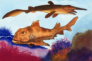 Requin-gobelin et Requin de Port Jackson