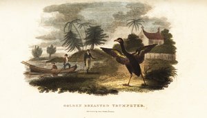 Trompette à ailes dorées courant pour saluer Vosmaer lorsqu