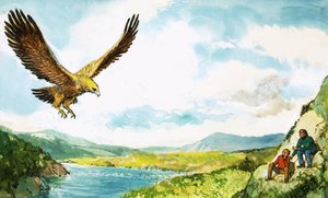 Aigle royal