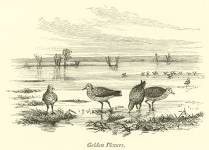 Pluviers dorés
