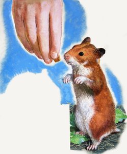 Hamster doré - English School
