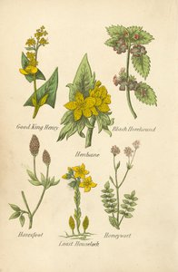 Bon roi Henri, Jusquiame, Ballote noire, Pied de lièvre, Joubarbe des toits, Miel de fleurs - English School