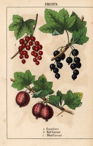 Groseille, groseille rouge et groseille noire, de 