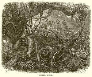 Chasse au gorille - English School