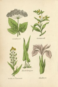 Goutte-de-lait, Grémil, Scolopendre, Cameline, Iris - English School