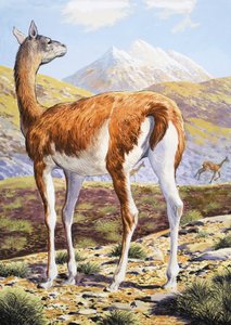 Gracieux Guanacos - English School