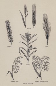 Plantes céréalières (lithographie) - English School