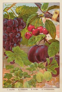 Raisins ; Cerises ; Prunes ; Groseilles - English School