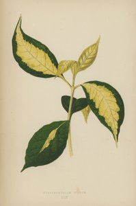 Graptophyllum Pictum - English School