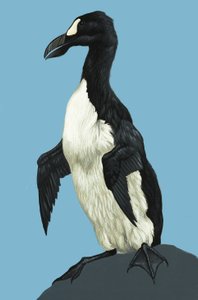 Grand Pingouin