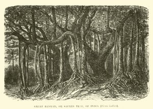 Grand banyan, ou arbre sacré, de l