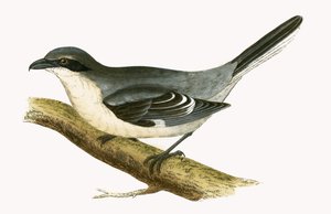 Pie-grièche grise, illustration de 