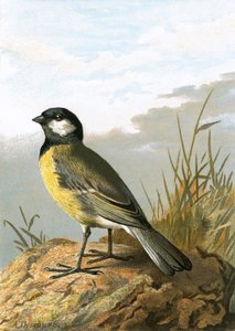 Mésange charbonnière