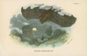 Grand fer à cheval - English School