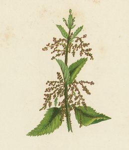 Ortie Verte, Urtica Dioica - English School