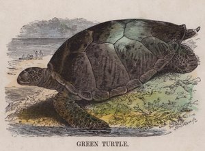 Tortue verte (gravure en couleur)