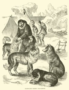 Traîneau à chiens esquimau du Groenland - English School
