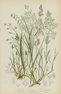 Herbe à cheveux grise, Herbe à cheveux argentée, Herbe à cheveux précoce, Molinea pourpre, Mélisse des montagnes, Mélisse des bois - English School