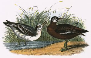 Phalarope Gris - English School