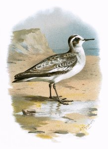 Phalarope gris