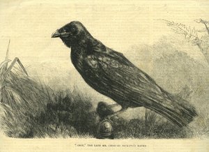 Grip, le corbeau de compagnie de Charles Dickens (lithographie) - English School