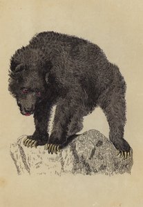Ours gris - English School