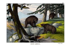 Ours grizzly