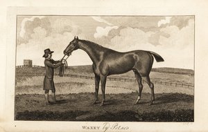 Palefrenier avec le cheval de course pur-sang Waxey par Pot80 - English School
