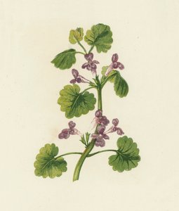 Lierre terrestre, Glechoma Hederacea - English School