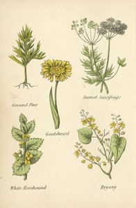 Pin de terre, Saxifrage brûlée, Barbe-de-bouc, Marrube blanc, Bryone - English School