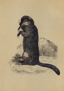 Écureuil terrestre (lithographie en couleur) - English School
