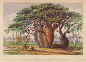 Groupe de Couty Stem Trees, Australie