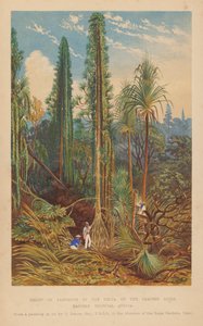 Groupe de Pandanus dans le delta du fleuve Zambèze, Afrique tropicale orientale - English School