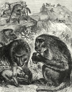 Groupe de Chacmas (gravure) - English School
