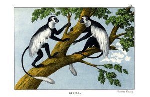 Singe Guereza