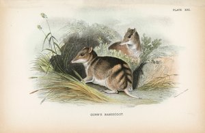 Bandicoot de Gunn - English School