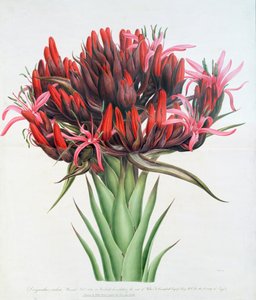 Lys de Gymea, 1826 - English School