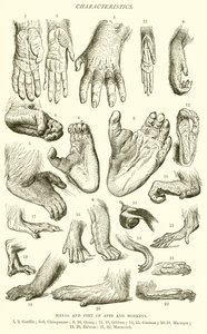 Mains et pieds de singes et de primates - English School