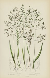 Herbe de prairie dure, herbe de prairie naine, herbe de prairie à tige plate, herbe de prairie à tige lisse... (lithographie en couleur) - English School