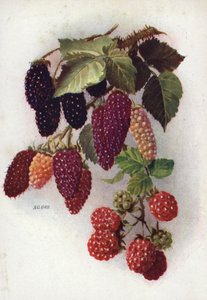 Fruits à baies résistants - English School