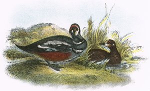 Canard arlequin - English School
