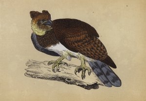 Aigle harpie