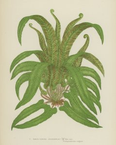 Scolopendre (Asplenium scolopendrium) - English School