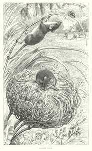 Souris des moissons (gravure) - English School