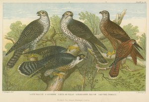 Faucons et éperviers - English School