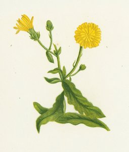 Picride fausse épervière, Picris Hieracioides