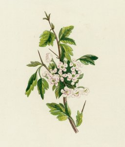 Aubépine, Crataegus Oxyacantha - English School