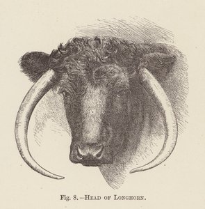 Tête de Longhorn - English School