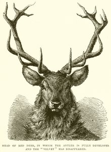 Tête de cerf rouge, avec bois pleinement développés et velours disparu - English School