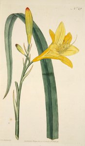 Hemerocallis Flava Lis jaune, pub. 1796